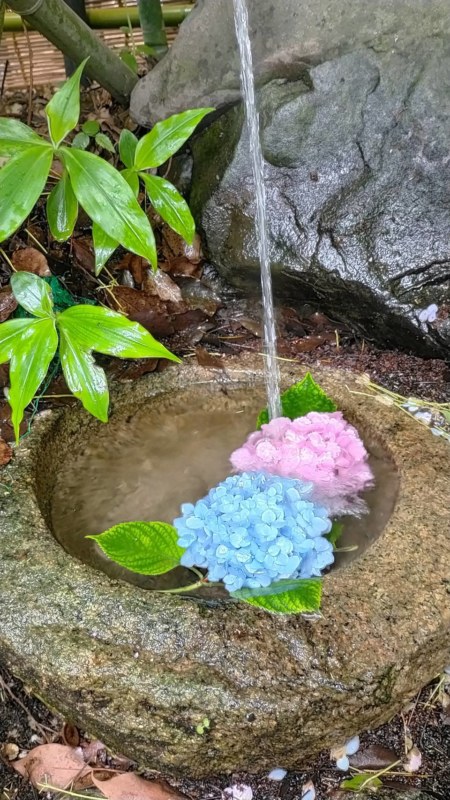 Hydrangea Festival (Fujimori Shrine)