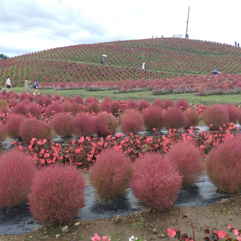 Kochia on Hakodate Mountain, Shiga Prefecture