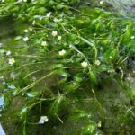 Baikamo: The Mystical Flower of Clear Streams