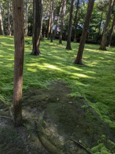 Japan's Religious Harmony: Gods in Daily Life