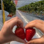 Strawberry Picking: A Sweet Japan Adventure