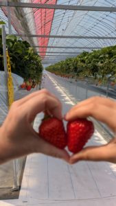 Strawberry Picking: A Sweet Japan Adventure