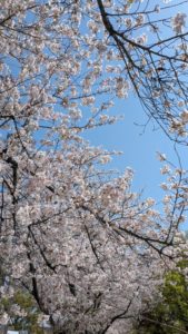Sakura: A Fleeting Beauty Cherished in Japan