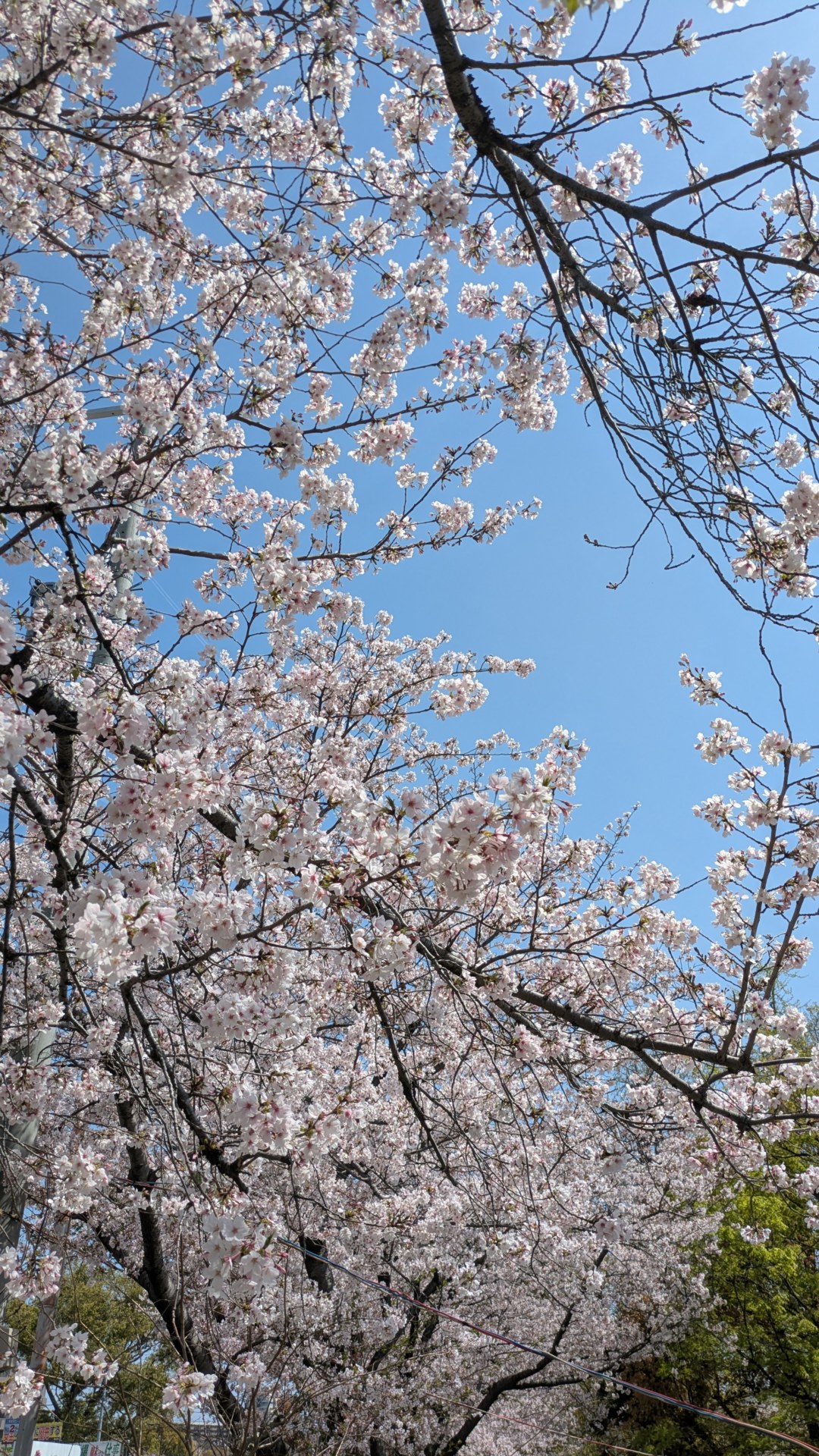Sakura: A Fleeting Beauty Cherished in Japan