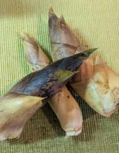 Spring Bamboo Shoot Hunting in Japan